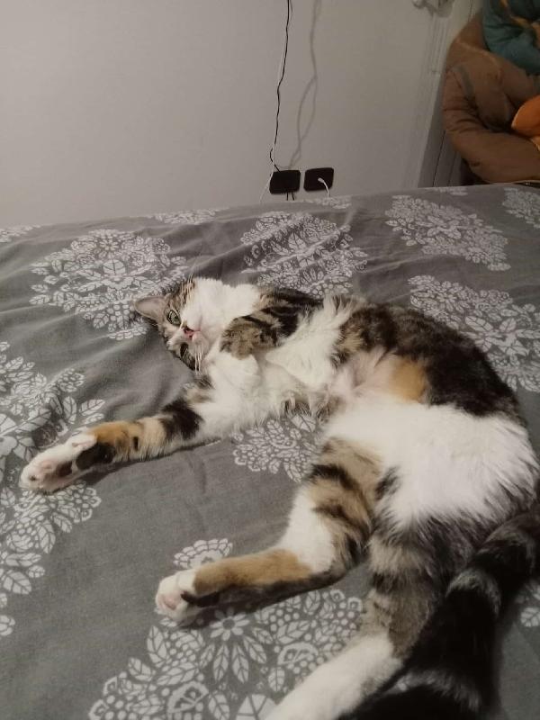 Zoe Micia Di Un Anno